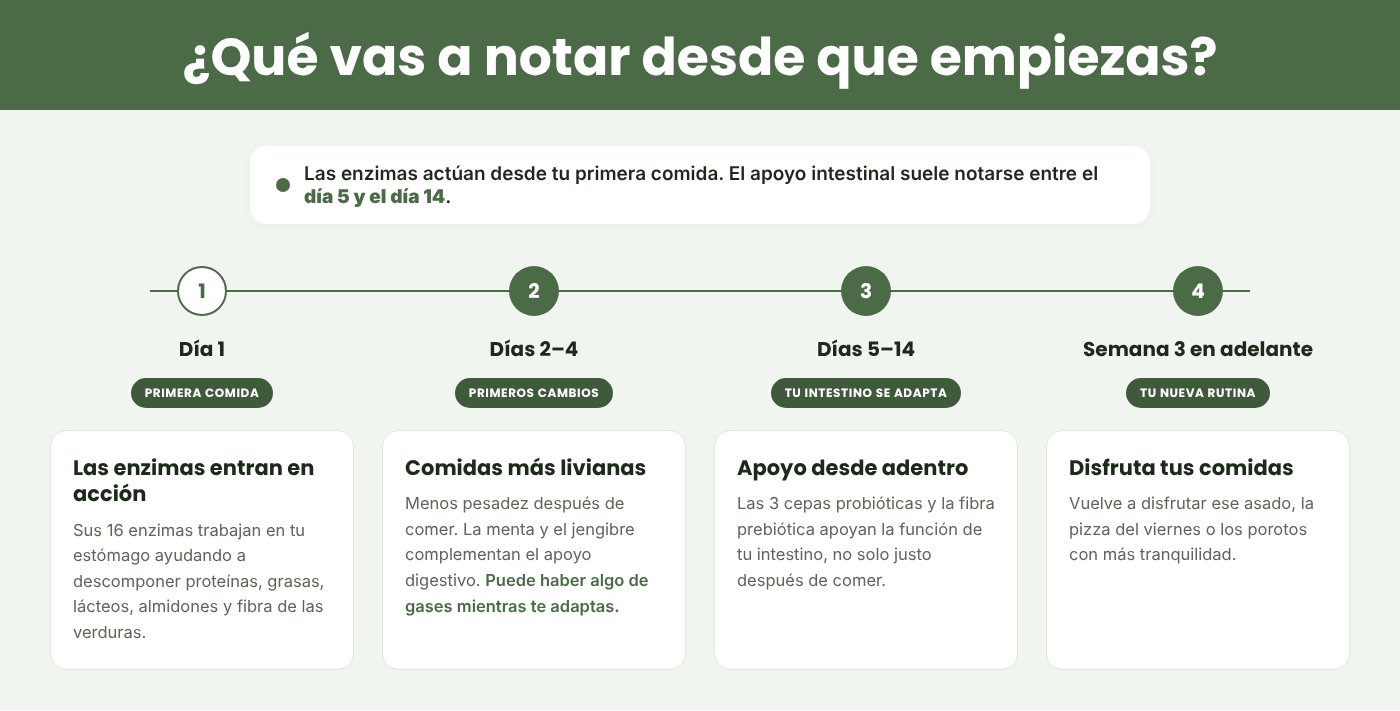 Qué vas a notar desde que empiezas a tomar las enzimas digestivas